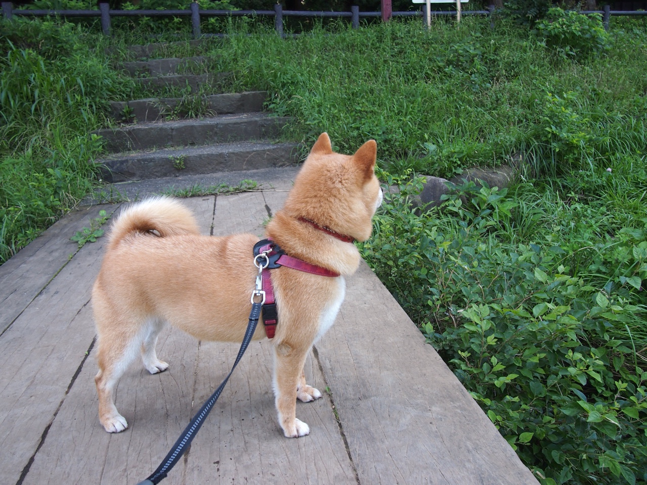 火箭对阵太阳，哈利伯顿如何成为攻防转换的灵魂触发器