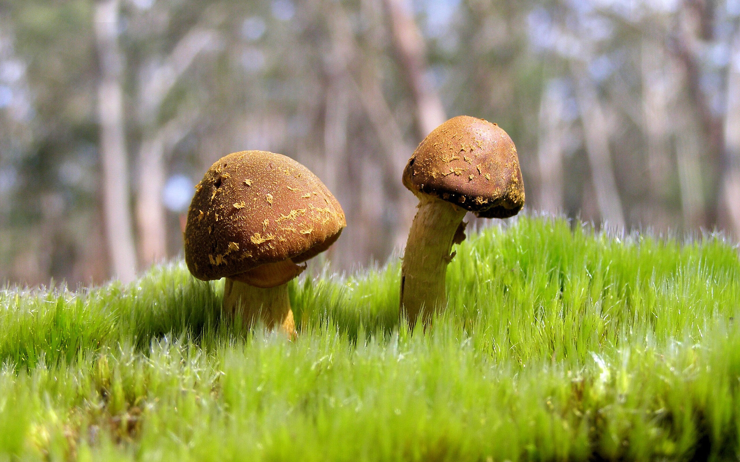 中场枢纽的统治，帕尔默导演塞内加尔对加纳的战术压制