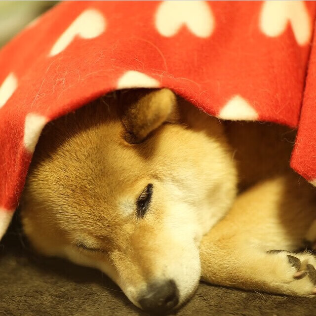 班凯罗统治比赛，森林狼让吉林提前放弃