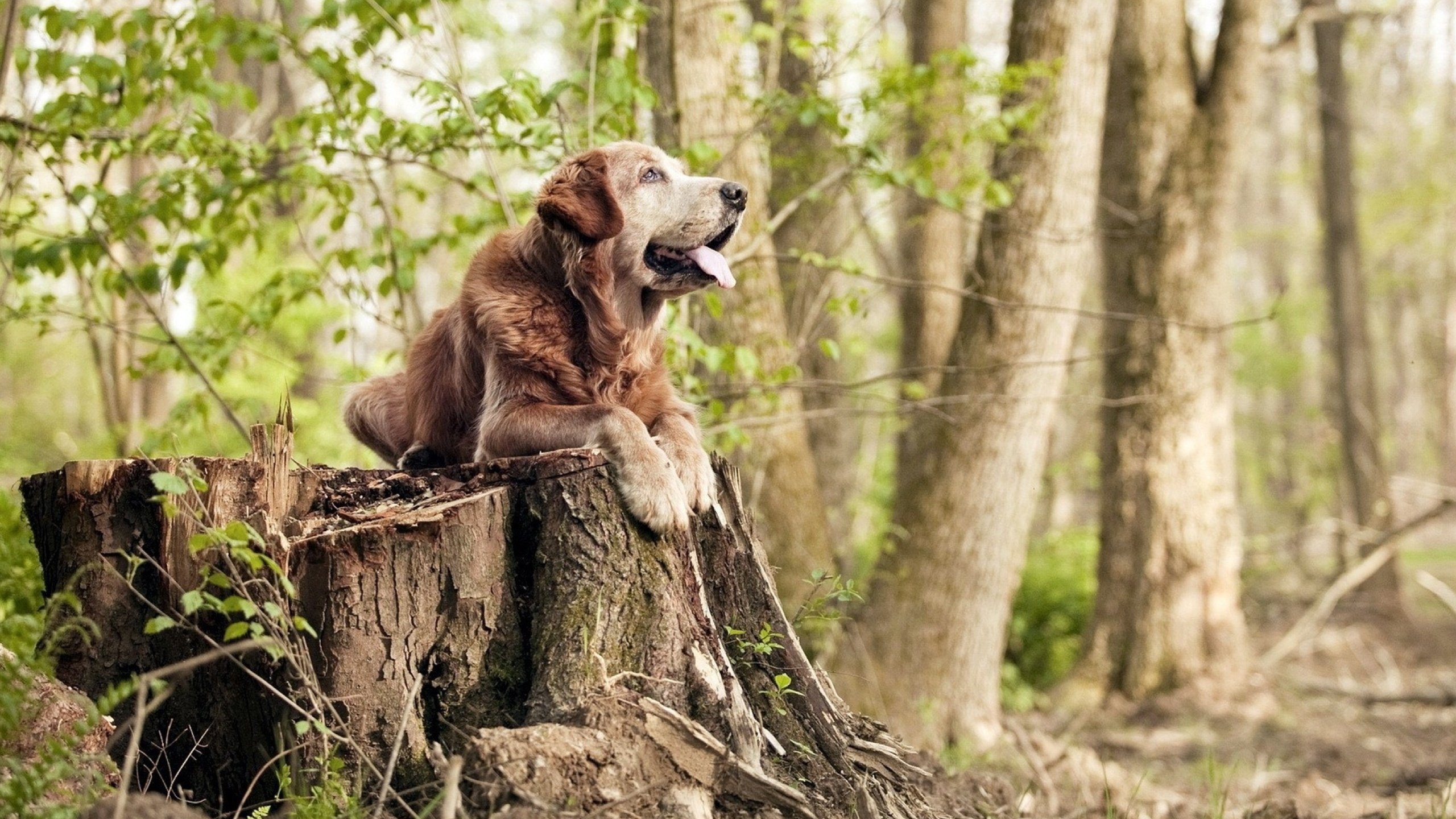 开云体育-非洲之矛刺穿战火，钢铁脊柱撑起残阵—跨越时空的体育精神共鸣