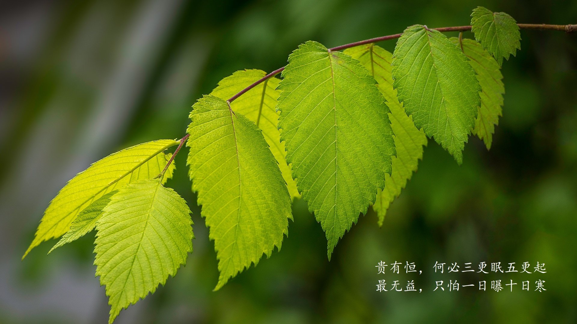 开云下载-2026世界杯G组冷门之夜，芬兰完胜日本，托纳利化身北欧冰刃刺穿东瀛防线